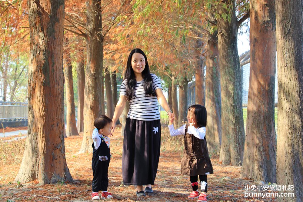 雲林落羽松》林內農田水利文物陳列館落羽松，火紅水道落羽松、遇見冬季浪漫美景～