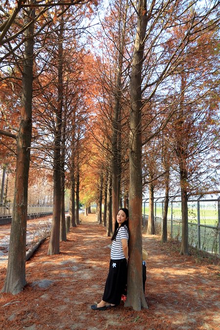 雲林落羽松》林內農田水利文物陳列館落羽松，火紅水道落羽松、遇見冬季浪漫美景～