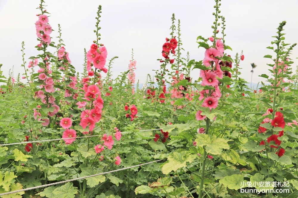 彰化景點》田中窯蜀葵花季，無敵鐵金剛、繽紛蜀葵花迷宮、手做陶藝DIY超好玩。