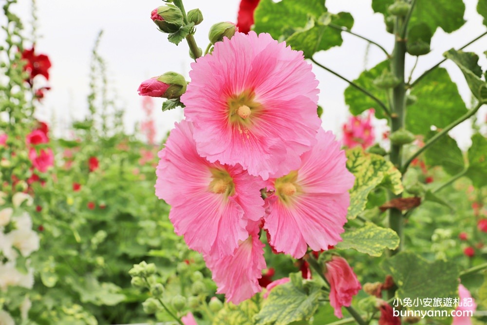 彰化景點》田中窯蜀葵花季，無敵鐵金剛、繽紛蜀葵花迷宮、手做陶藝DIY超好玩。