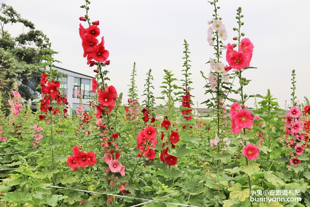 彰化景點》田中窯蜀葵花季，無敵鐵金剛、繽紛蜀葵花迷宮、手做陶藝DIY超好玩。
