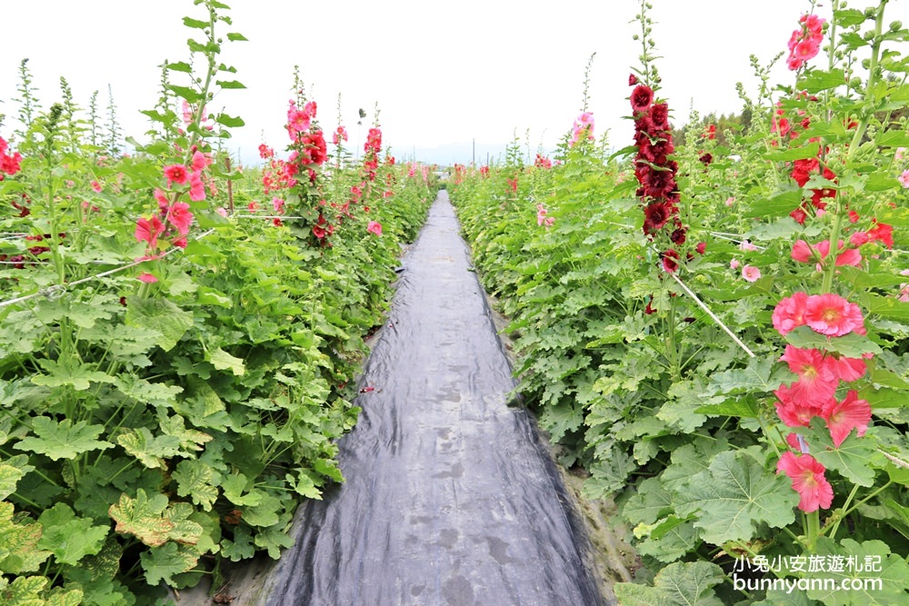 彰化景點》田中窯蜀葵花季，無敵鐵金剛、繽紛蜀葵花迷宮、手做陶藝DIY超好玩。