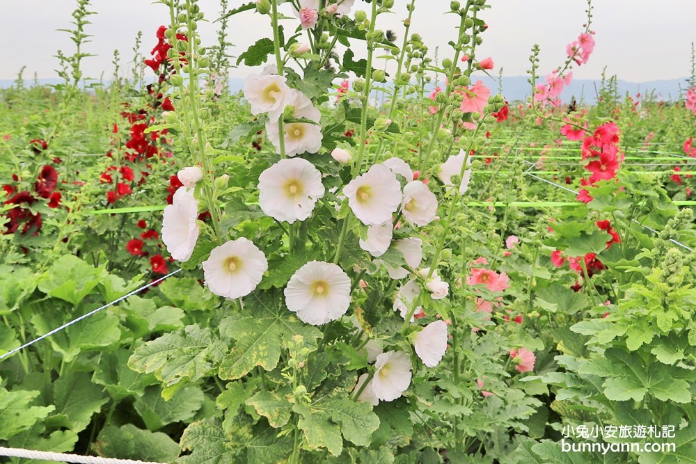 彰化景點》田中窯蜀葵花季，無敵鐵金剛、繽紛蜀葵花迷宮、手做陶藝DIY超好玩。