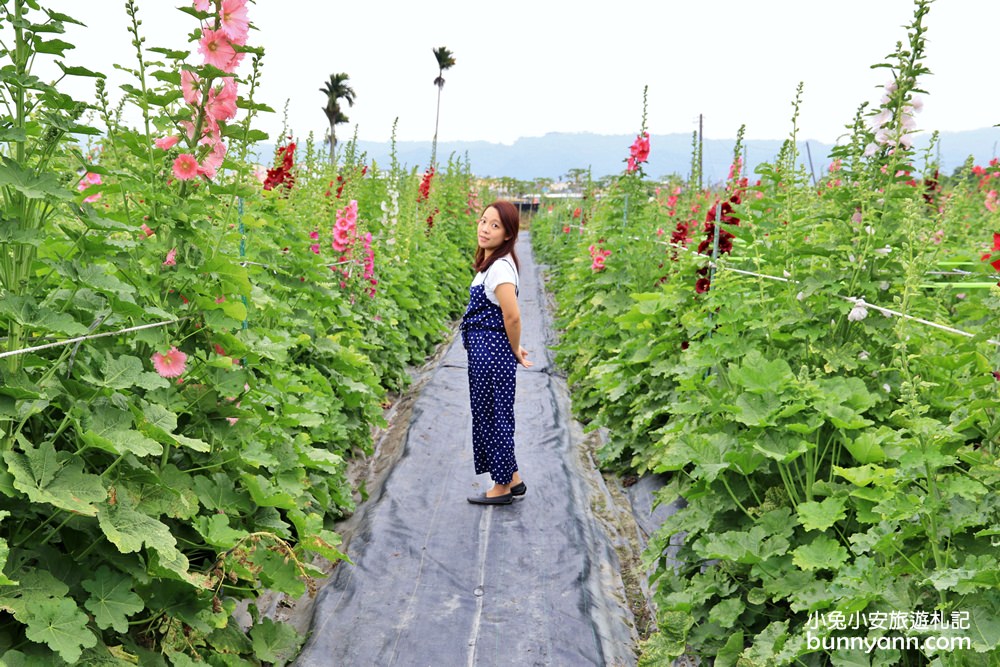 彰化景點》田中窯蜀葵花季，無敵鐵金剛、繽紛蜀葵花迷宮、手做陶藝DIY超好玩。