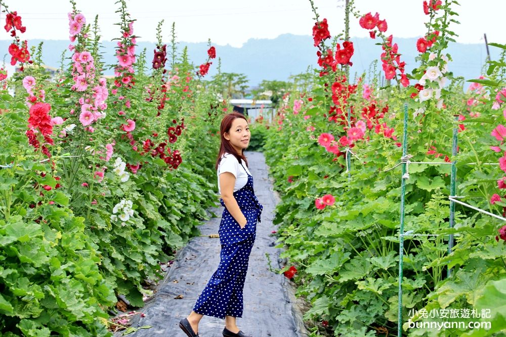 彰化景點》田中窯蜀葵花季，無敵鐵金剛、繽紛蜀葵花迷宮、手做陶藝DIY超好玩。