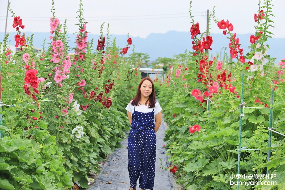 彰化景點》田中窯蜀葵花季，無敵鐵金剛、繽紛蜀葵花迷宮、手做陶藝DIY超好玩。
