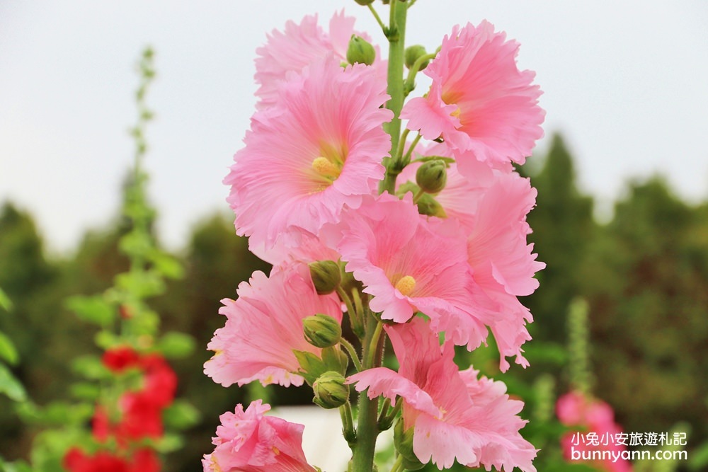 彰化景點》田中窯蜀葵花季，無敵鐵金剛、繽紛蜀葵花迷宮、手做陶藝DIY超好玩。