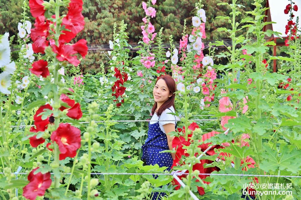彰化景點》田中窯蜀葵花季，無敵鐵金剛、繽紛蜀葵花迷宮、手做陶藝DIY超好玩。
