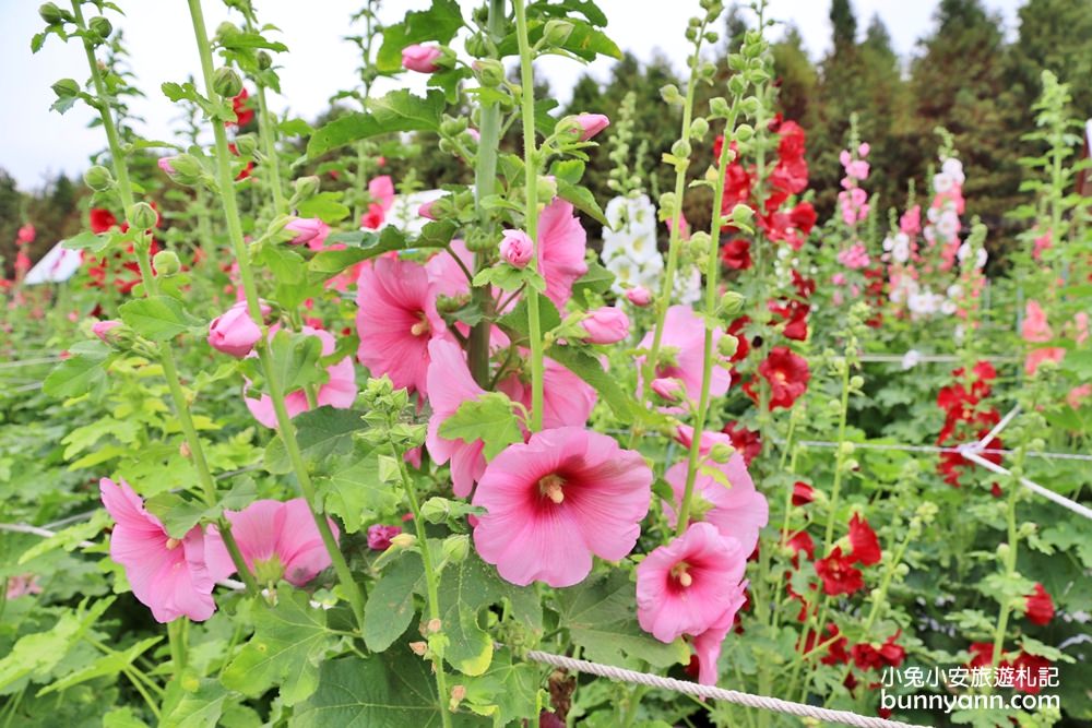彰化景點》田中窯蜀葵花季，無敵鐵金剛、繽紛蜀葵花迷宮、手做陶藝DIY超好玩。