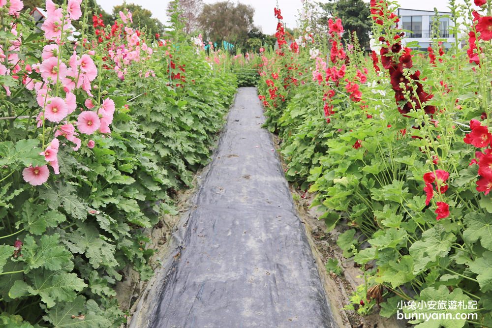 彰化景點》田中窯蜀葵花季，無敵鐵金剛、繽紛蜀葵花迷宮、手做陶藝DIY超好玩。