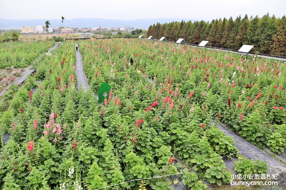 彰化景點》田中窯蜀葵花季，無敵鐵金剛、繽紛蜀葵花迷宮、手做陶藝DIY超好玩。