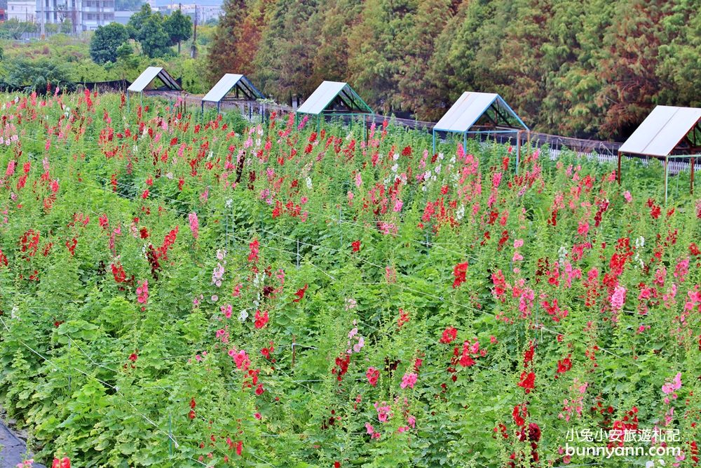 彰化景點》田中窯蜀葵花季，無敵鐵金剛、繽紛蜀葵花迷宮、手做陶藝DIY超好玩。