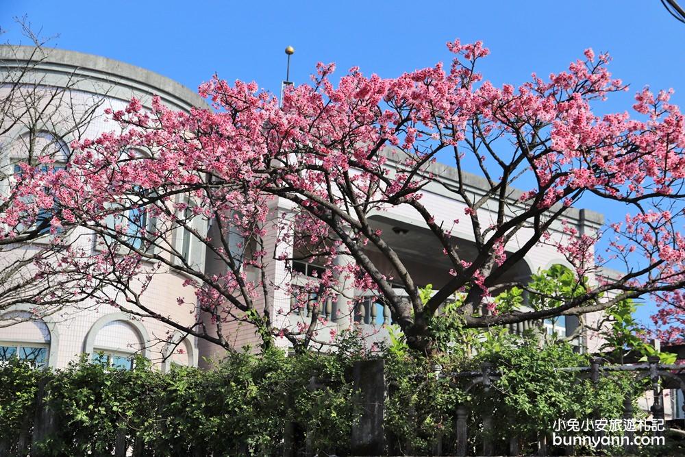 台北櫻花季》2019平菁街42巷櫻花，美拍粉嫩櫻花，櫻花巷浪漫櫻花盛開中~