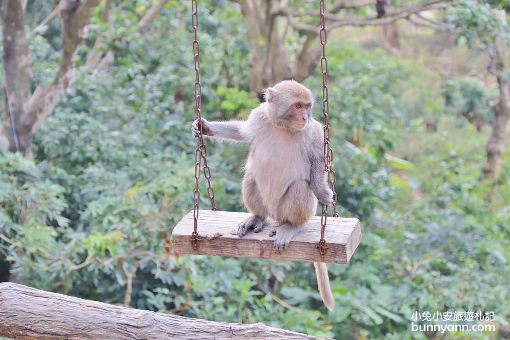 台中郭叔叔獼猴園｜可愛小猴子照鏡子，獼猴餵食秀超厲害