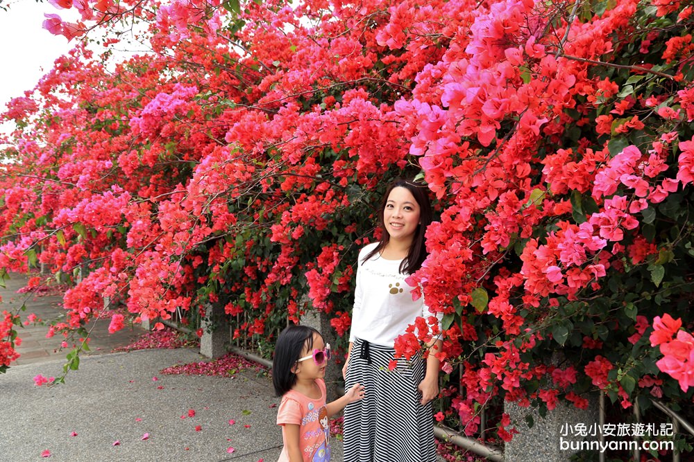 2023台中最美中科九重葛花牆， 東大公園浪漫盛開中，季節限定美景！