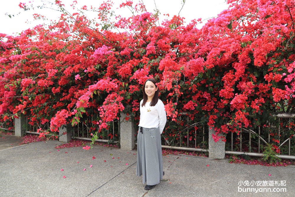 2023台中最美中科九重葛花牆， 東大公園浪漫盛開中，季節限定美景！