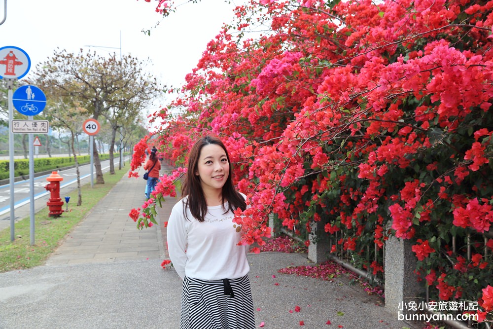 2023台中最美中科九重葛花牆， 東大公園浪漫盛開中，季節限定美景！