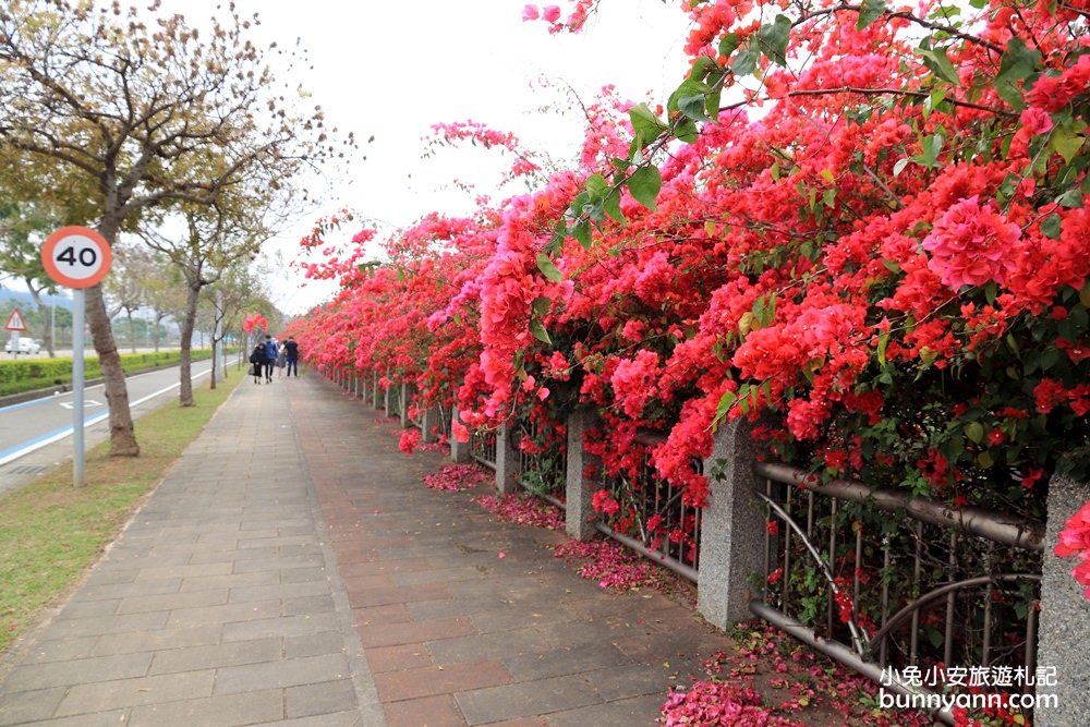 2023台中最美中科九重葛花牆， 東大公園浪漫盛開中，季節限定美景！