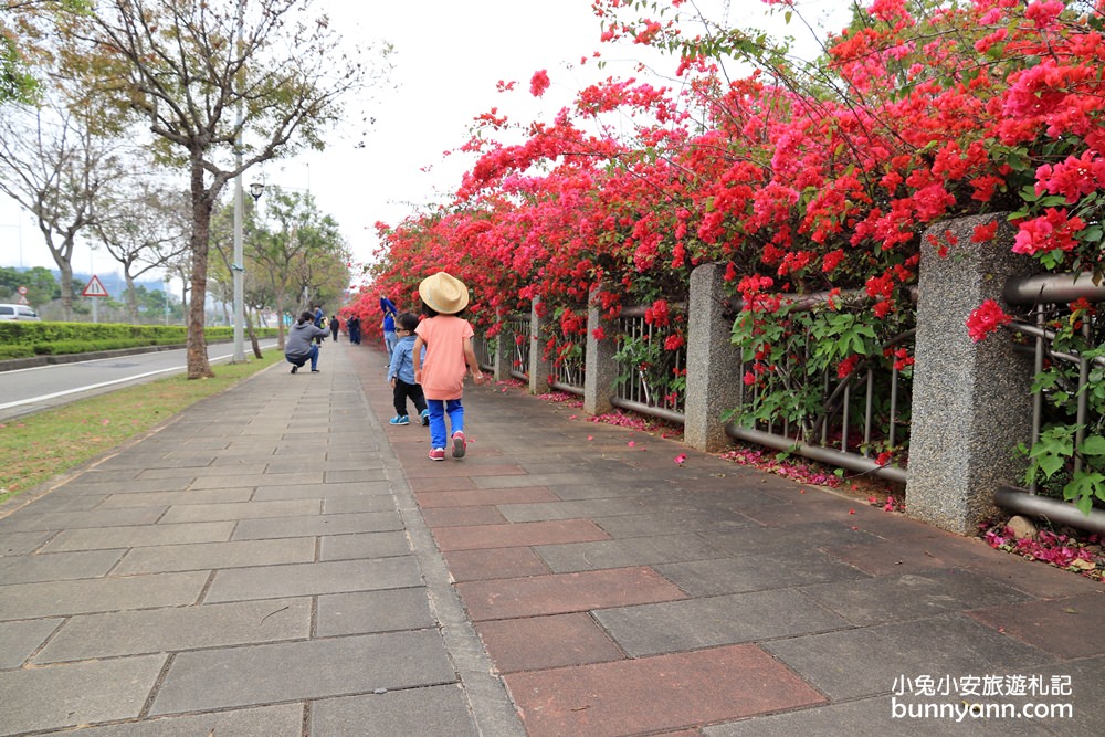 2023台中最美中科九重葛花牆， 東大公園浪漫盛開中，季節限定美景！