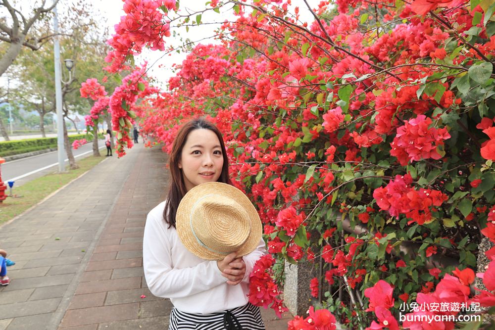 2023台中最美中科九重葛花牆， 東大公園浪漫盛開中，季節限定美景！