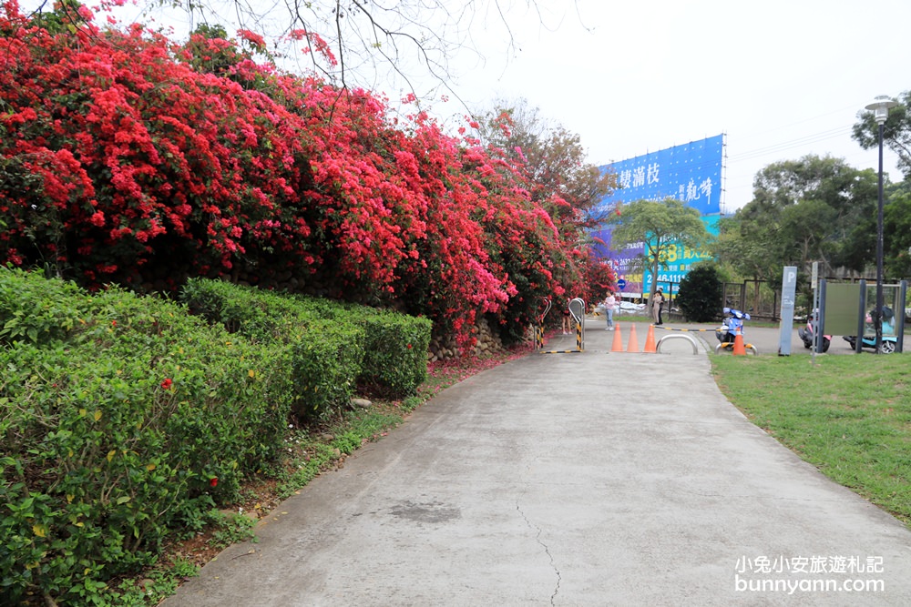 2023台中最美中科九重葛花牆， 東大公園浪漫盛開中，季節限定美景！