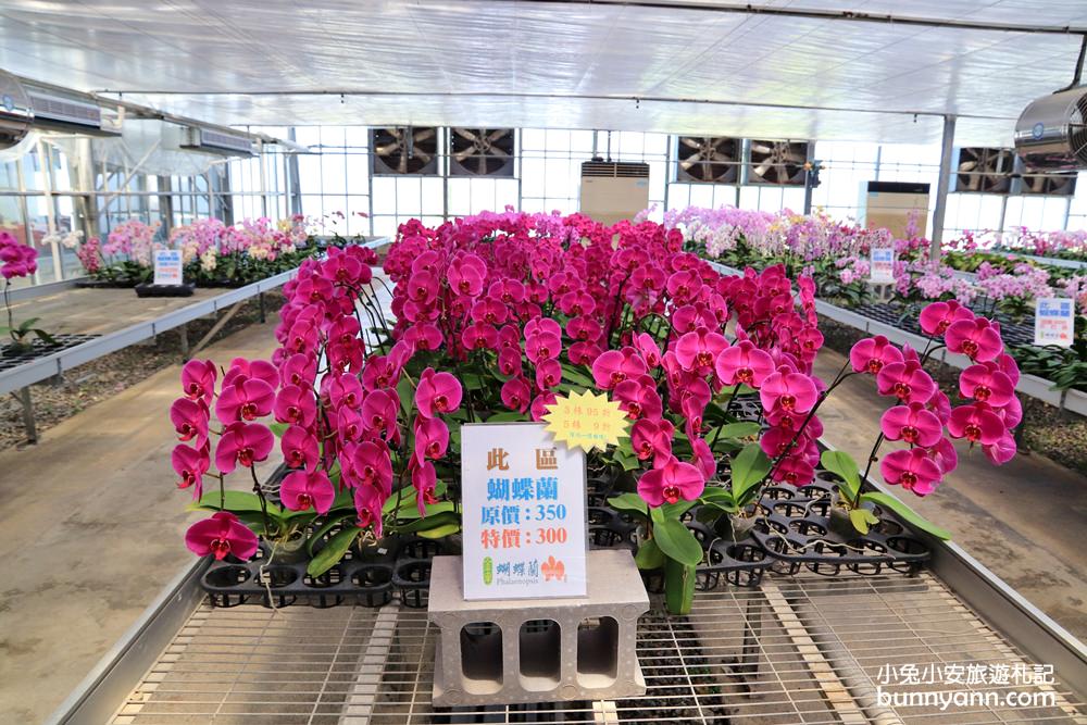 宜蘭金車礁溪蘭花園 ，賞蝴蝶蘭和餵水豚君，2024盤子門票費用介紹