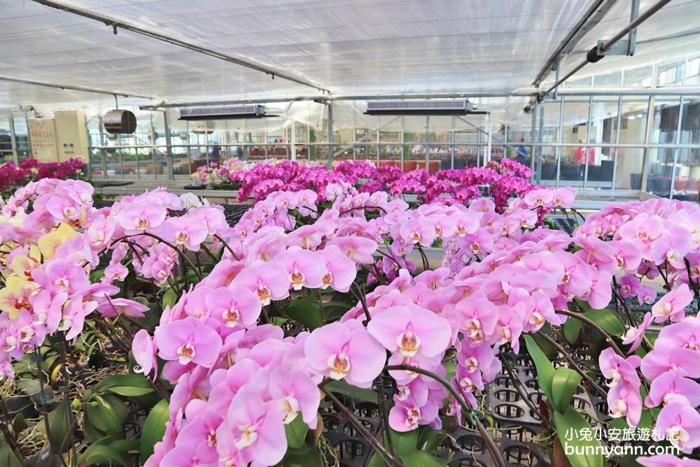宜蘭金車礁溪蘭花園 ，賞蝴蝶蘭和餵水豚君，2024盤子門票費用介紹