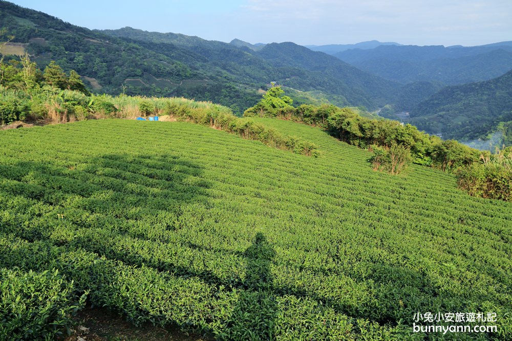 坪林南山寺仙公廟，獅公髻尾山步道眺望茶園與山嵐