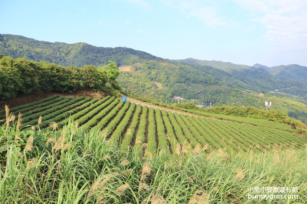坪林南山寺仙公廟，獅公髻尾山步道眺望茶園與山嵐
