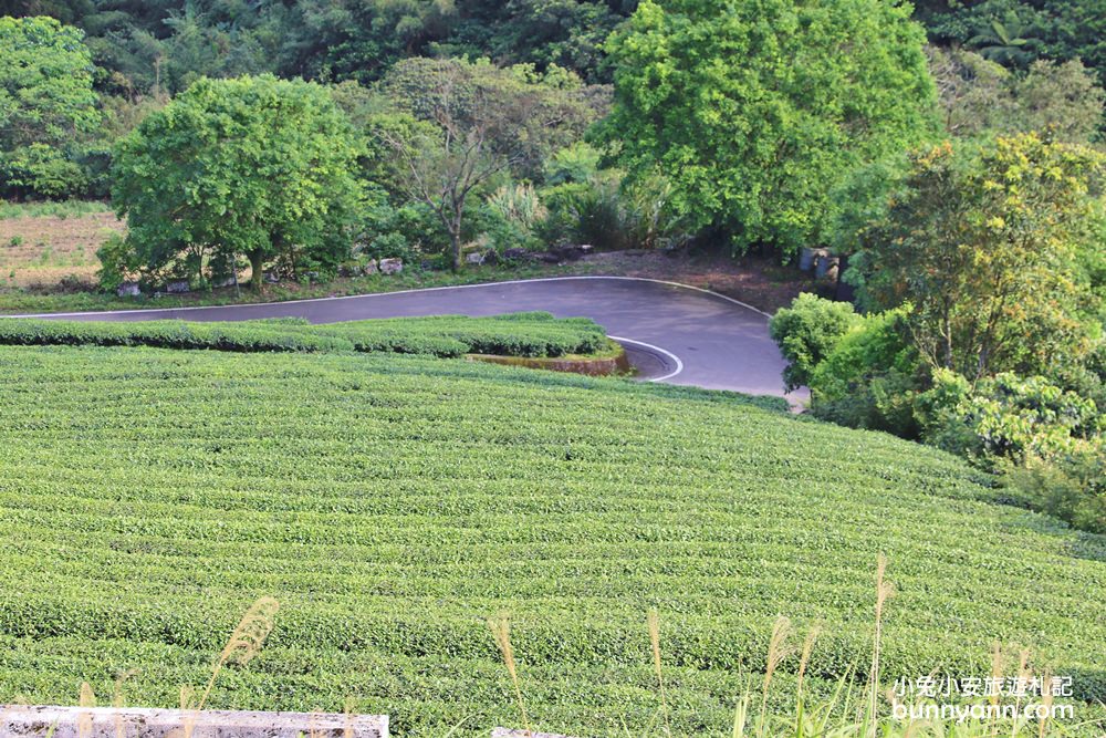 坪林南山寺仙公廟，獅公髻尾山步道眺望茶園與山嵐