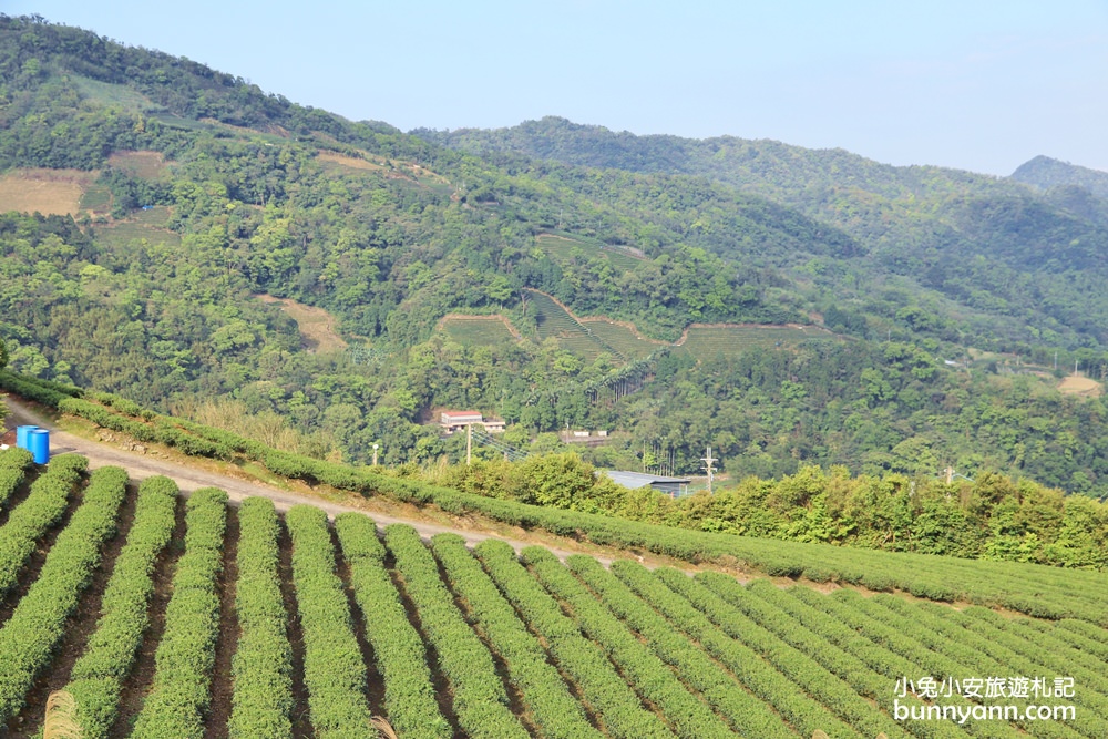 坪林南山寺仙公廟，獅公髻尾山步道眺望茶園與山嵐
