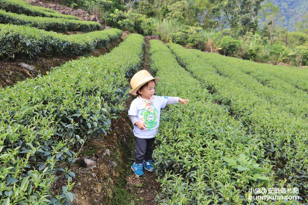 坪林南山寺仙公廟，獅公髻尾山步道眺望茶園與山嵐
