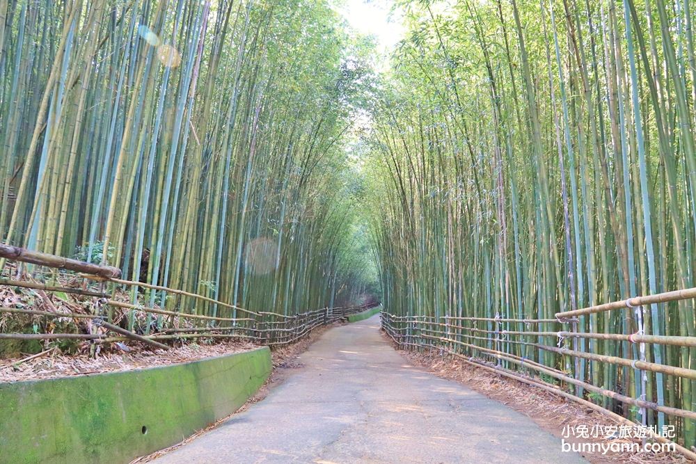 苗栗泰安》烏嘎彥竹林，台版小京都竹林，走進美麗嵐山竹林隧道(含路線)