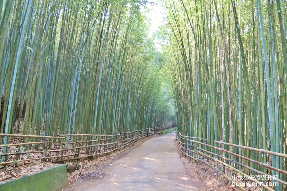 苗栗泰安》烏嘎彥竹林，台版小京都竹林，走進美麗嵐山竹林隧道(含路線)