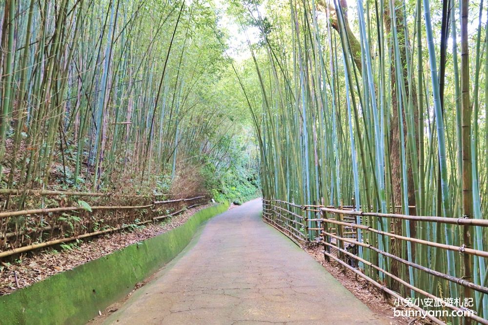 苗栗泰安》烏嘎彥竹林，台版小京都竹林，走進美麗嵐山竹林隧道(含路線)