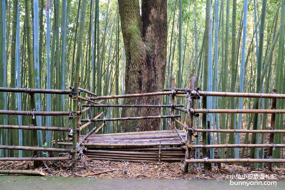 苗栗泰安》烏嘎彥竹林，台版小京都竹林，走進美麗嵐山竹林隧道(含路線)