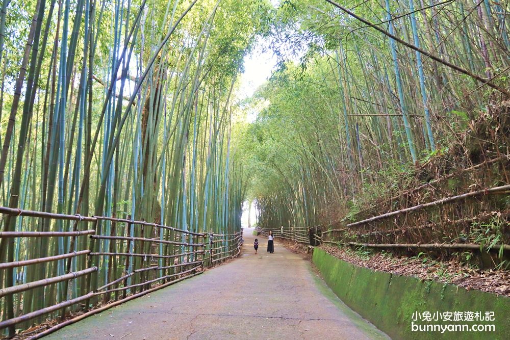 苗栗泰安》烏嘎彥竹林，台版小京都竹林，走進美麗嵐山竹林隧道(含路線)