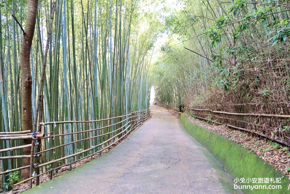 苗栗泰安》烏嘎彥竹林，台版小京都竹林，走進美麗嵐山竹林隧道(含路線)