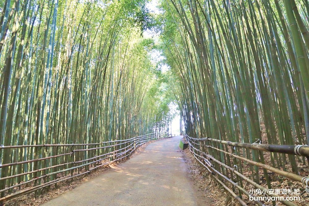 苗栗泰安》烏嘎彥竹林，台版小京都竹林，走進美麗嵐山竹林隧道(含路線)