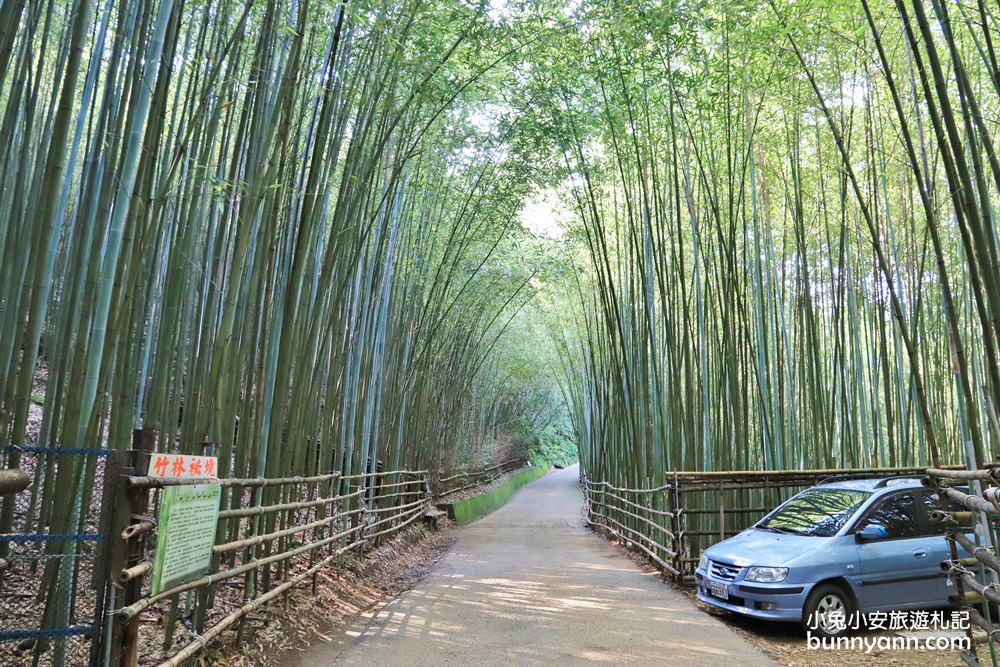 苗栗泰安》烏嘎彥竹林，台版小京都竹林，走進美麗嵐山竹林隧道(含路線)