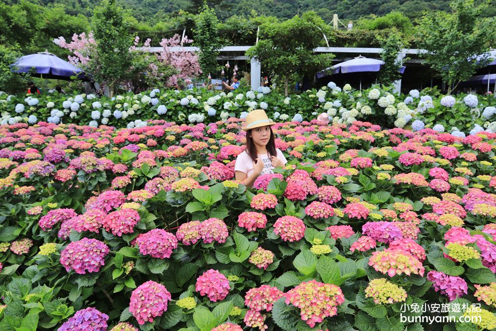 陽明山「花谷繡球花」花谷海芋園最新花況，繽紛花球綻放中