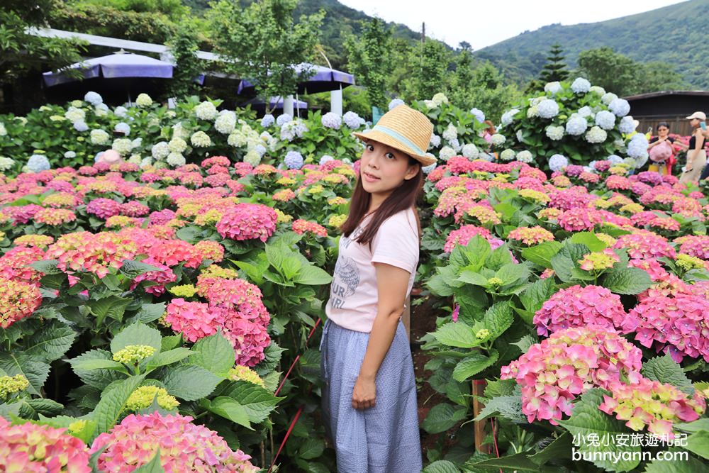 陽明山「花谷繡球花」花谷海芋園最新花況，繽紛花球綻放中