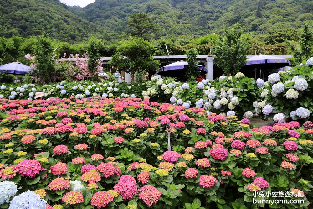 陽明山「花谷繡球花」花谷海芋園最新花況，繽紛花球綻放中