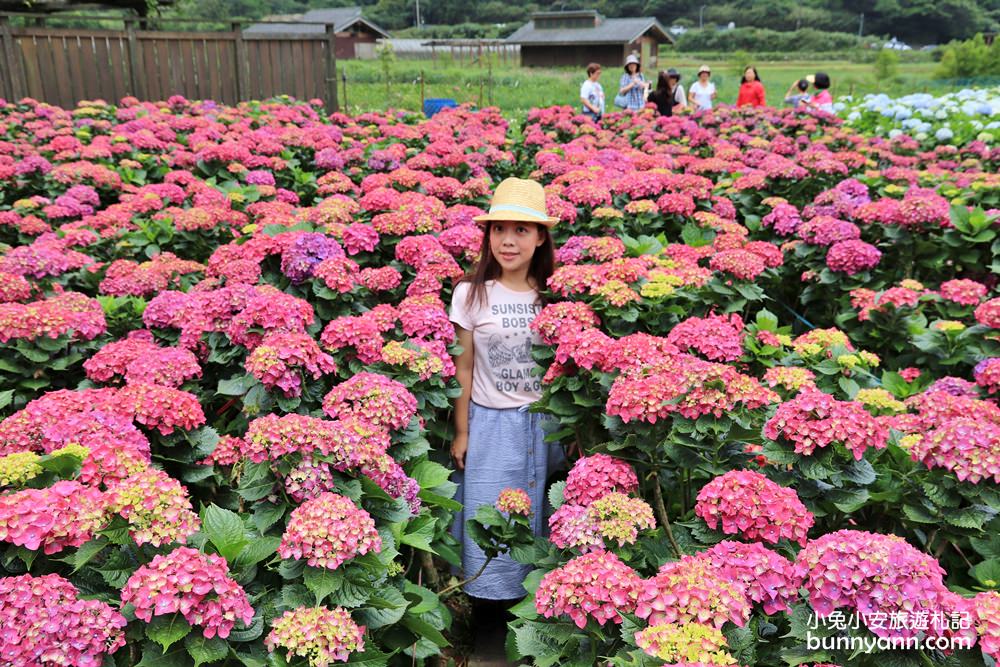 陽明山「花谷繡球花」花谷海芋園最新花況，繽紛花球綻放中