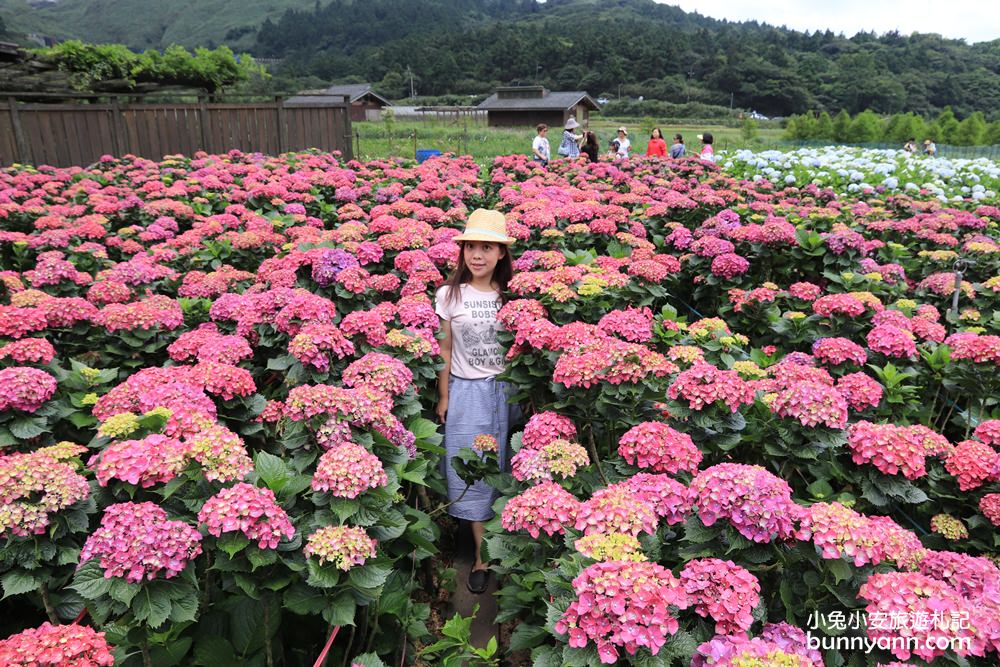 陽明山「花谷繡球花」花谷海芋園最新花況，繽紛花球綻放中