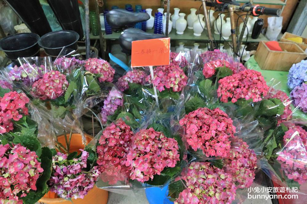 陽明山「花谷繡球花」花谷海芋園最新花況，繽紛花球綻放中