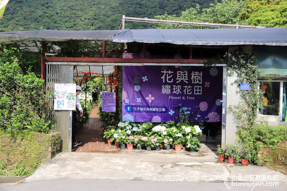 竹子湖「花與樹繡球花園」夢幻系繡球花仙境就在這了