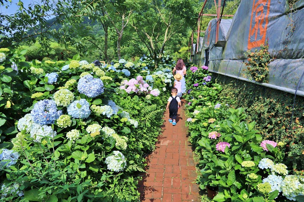 竹子湖「花與樹繡球花園」夢幻系繡球花仙境就在這了
