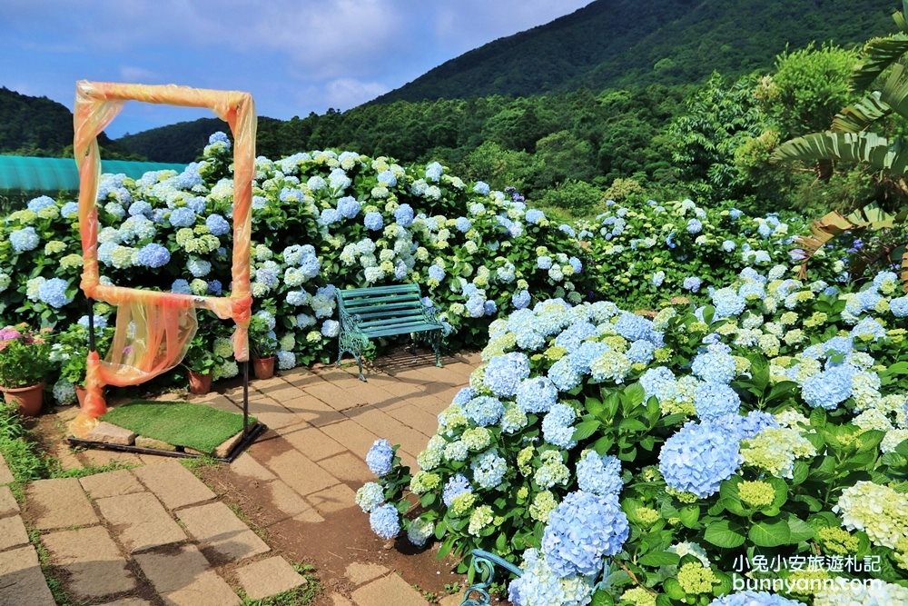 竹子湖「花與樹繡球花園」夢幻系繡球花仙境就在這了