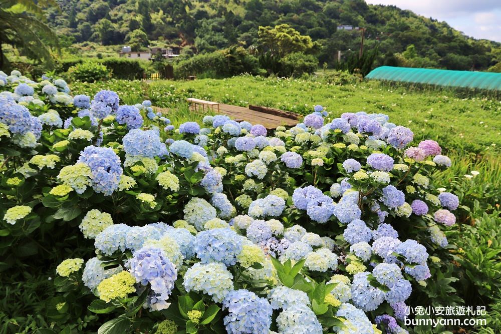竹子湖「花與樹繡球花園」夢幻系繡球花仙境就在這了